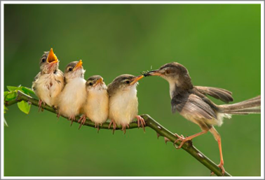 Early bird catches the worm